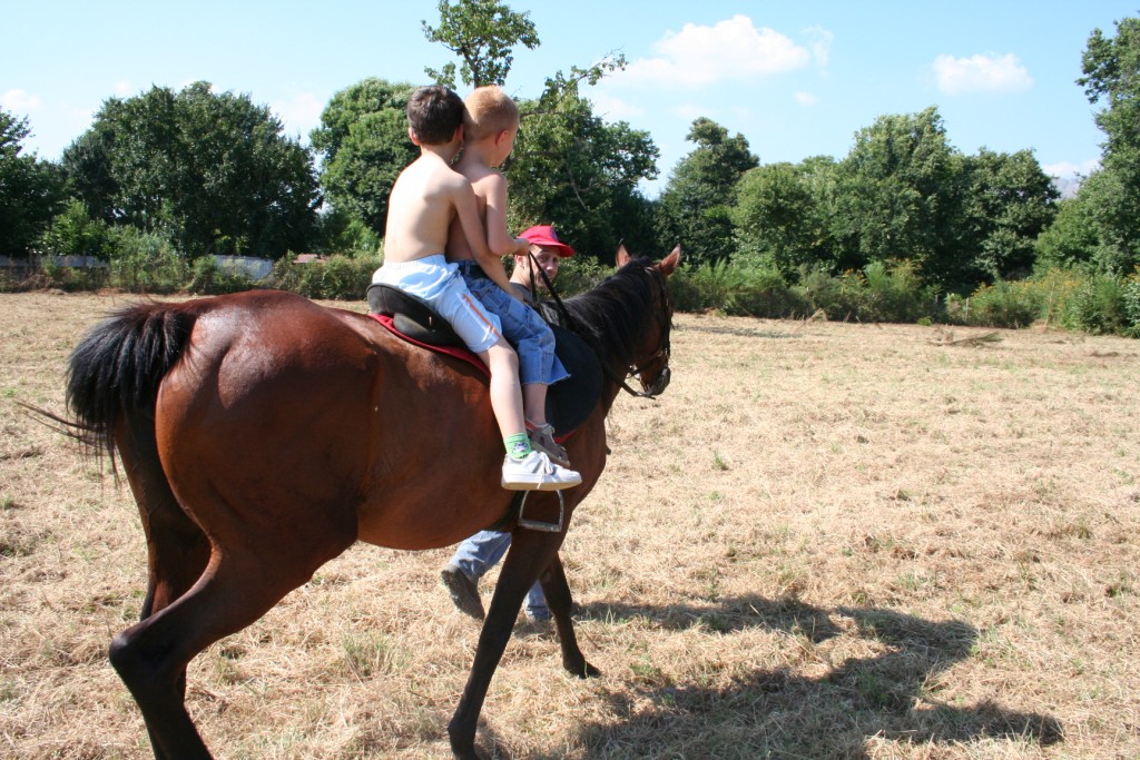 Dopo gatti e cani parliamo del Cavallo?